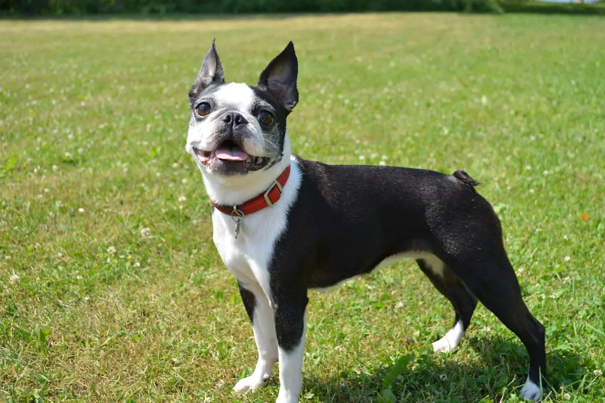 Discover the Beloved Boston Terrier: Friendly, Lively, Gentle