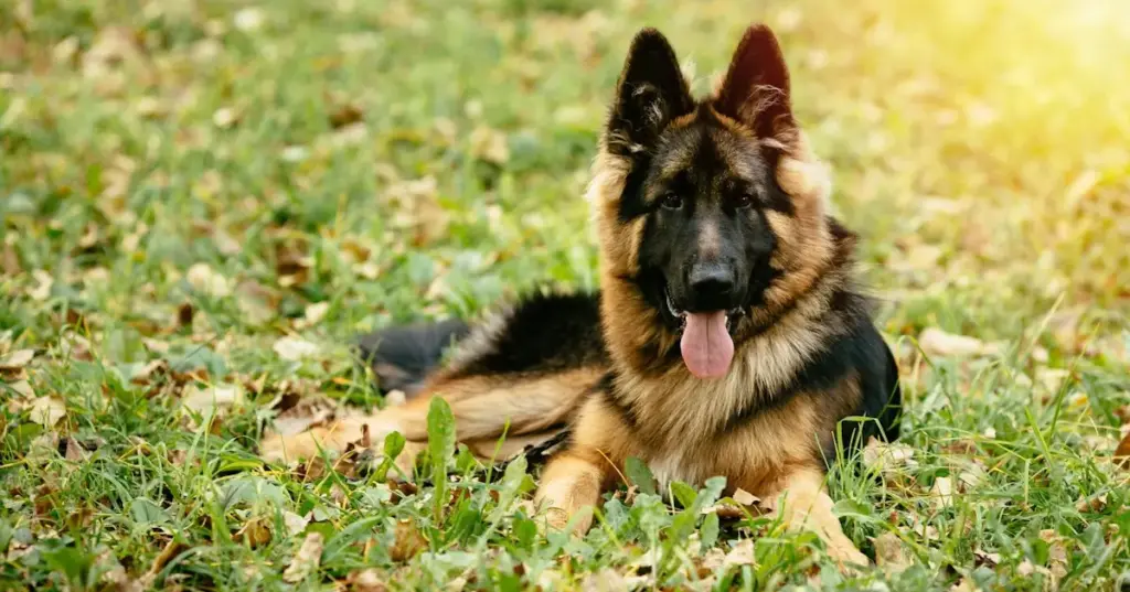 German Shepherd