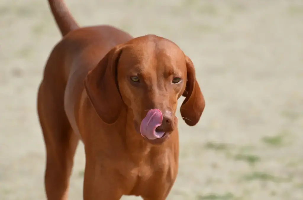 Hungry Vizsla dog licking lips.