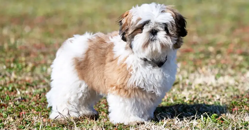 Shih Tzu puppy on grass outdoors.