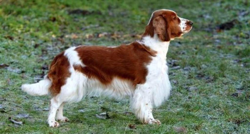 Welsh Springer Spaniel