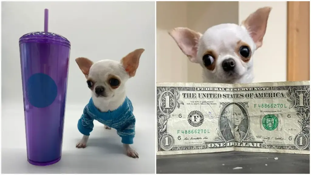 Chihuahua in sweater, dollar bill, curious dog peeking.