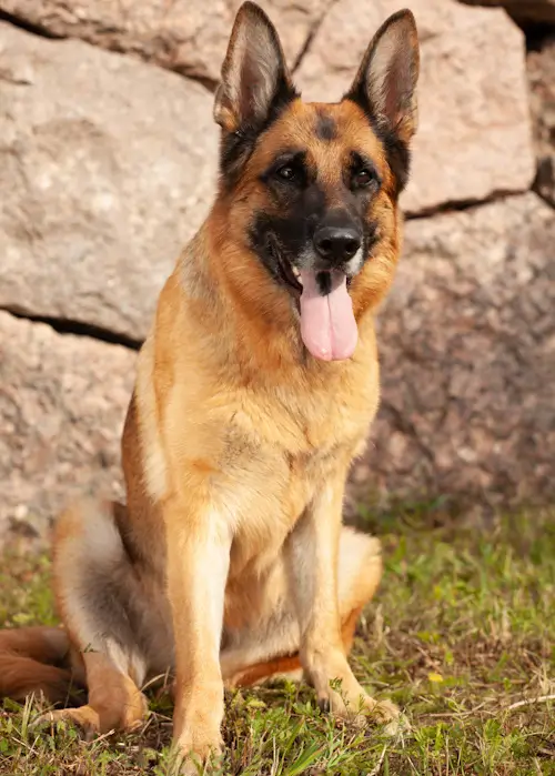 Alert German Shepherd sitting on grass.