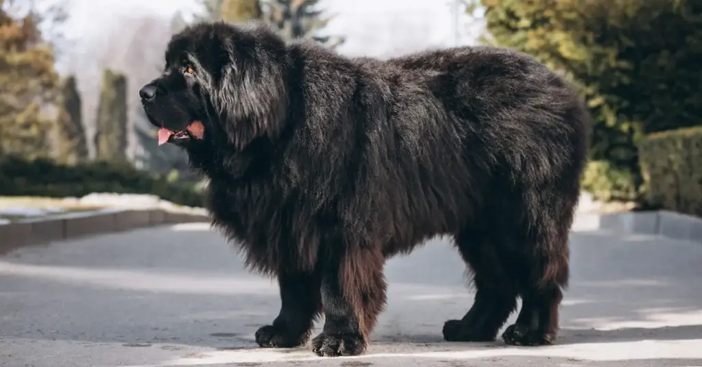 Majestic black Newfoundland dog outdoors.