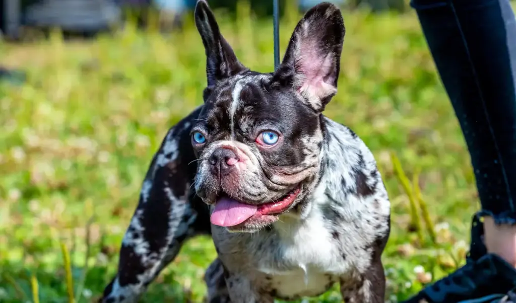 Brindle French Bulldog on grass outdoors.