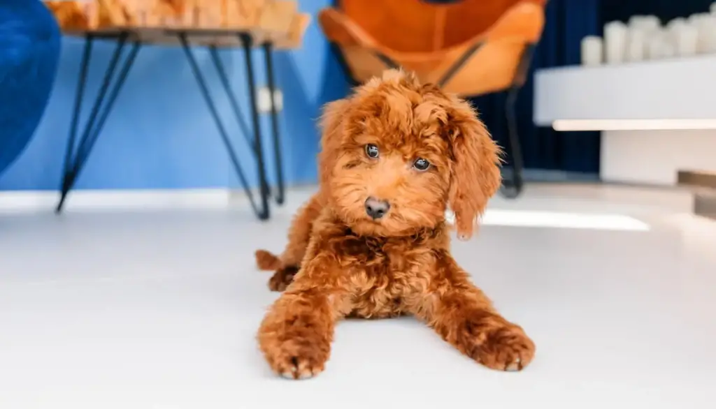 Cute brown toy poodle puppy lying on floor indoors.