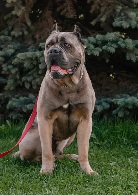 Cane Corso dog sitting on grass with leash.