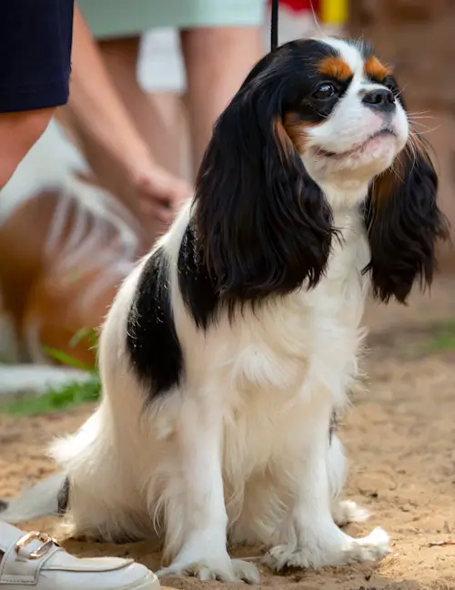 Cavalier King Charles Spaniel sitting outdoors.