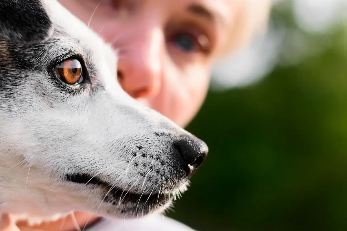 collie-eye-anomaly-in-dogs-symptoms-causes-treatments-dogwondersworld