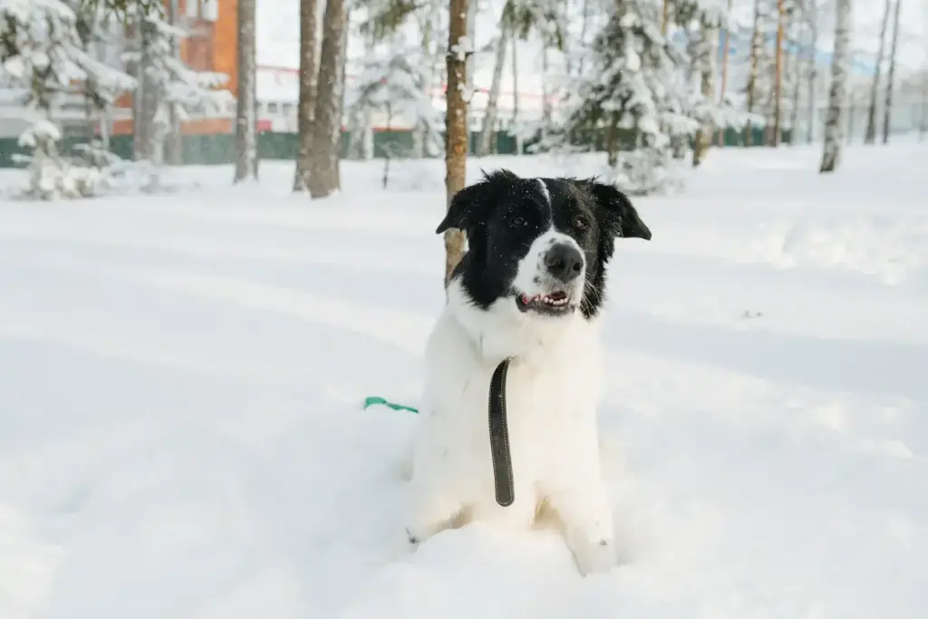 Black and white dog sitting in snow.