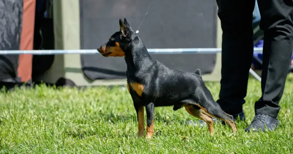 Doberman pinscher at a dog show on grass