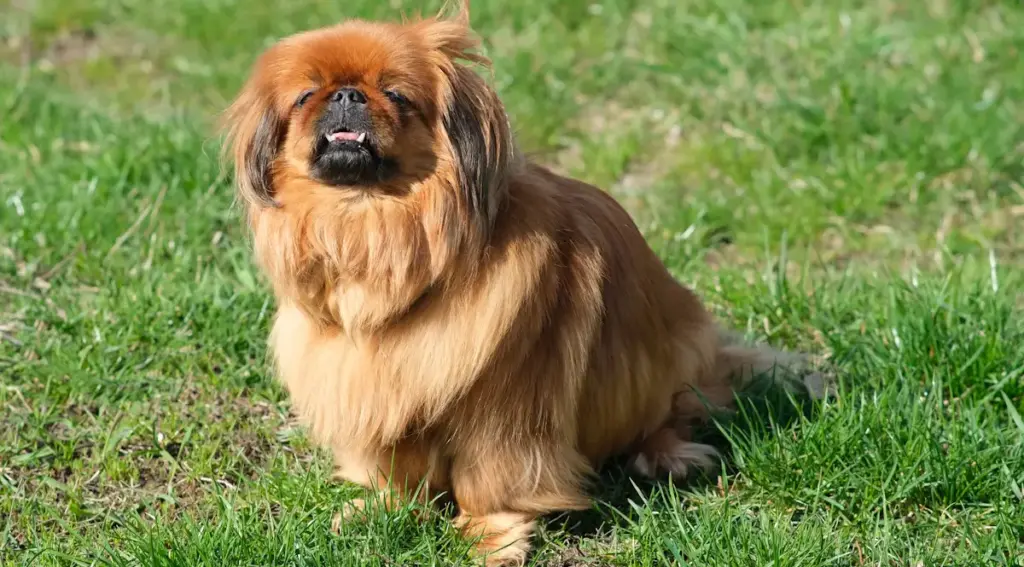 Fluffy Pekingese dog sitting on grass.