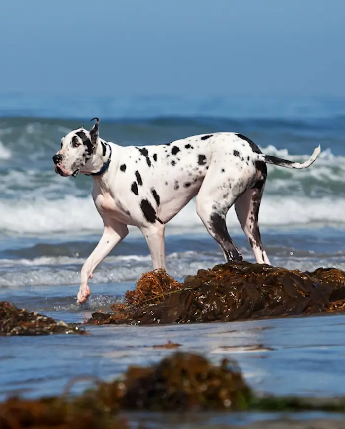 Dalmatian dog walking on beach near ocean waves.