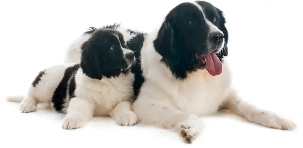 Two landseer dogs posing on white background