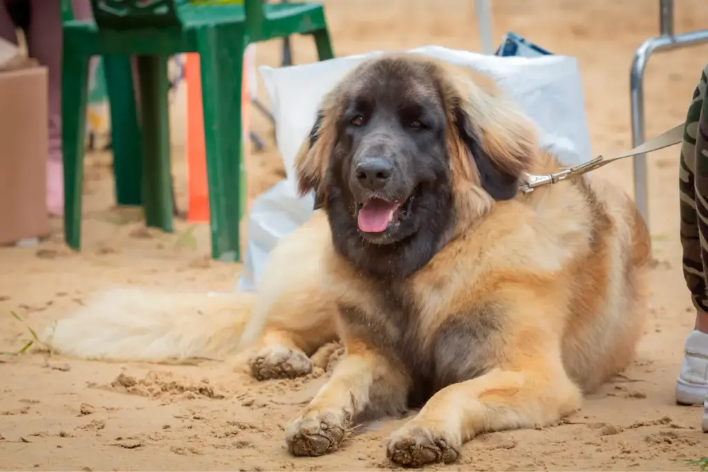 Large fluffy brown dog lying on sand.