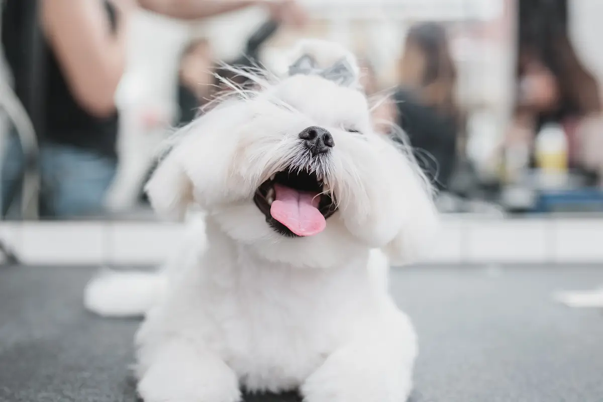 Mineral Oil For Dogs