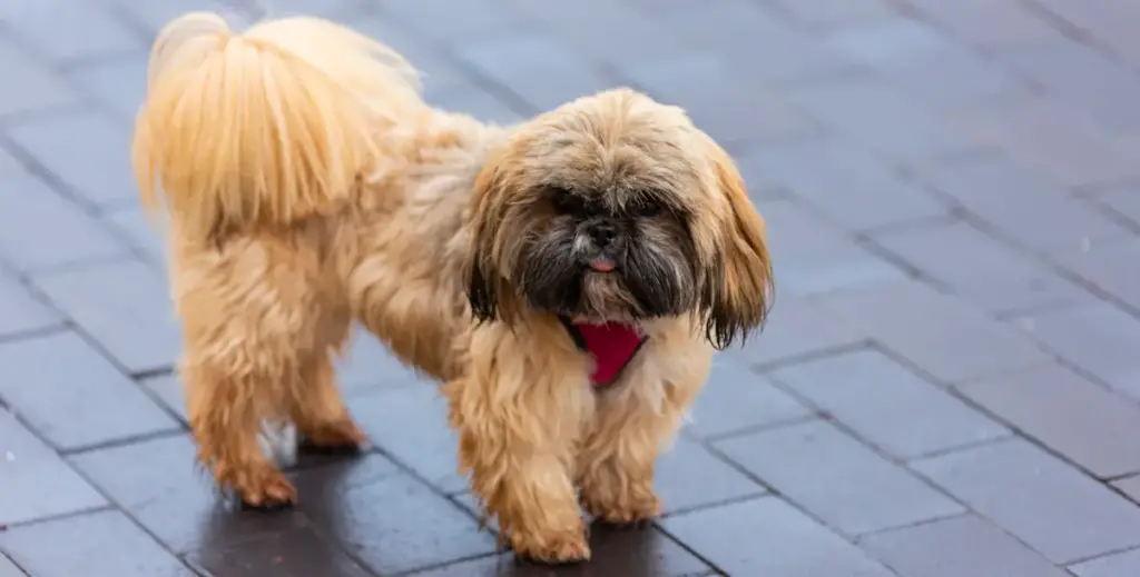 Shih Tzu dog with red collar walking on pavement.