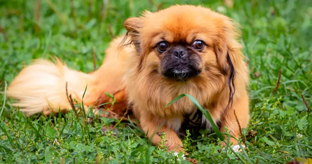 Brown Pekingese dog sitting in grass.