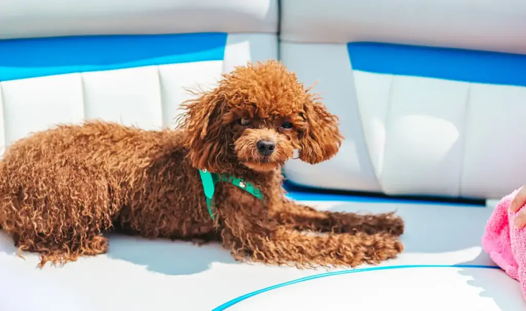 Brown toy poodle on boat with blue seats.