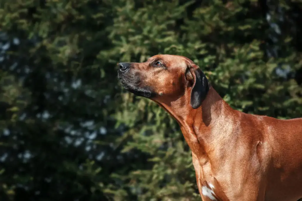 Rhodesian Ridgeback