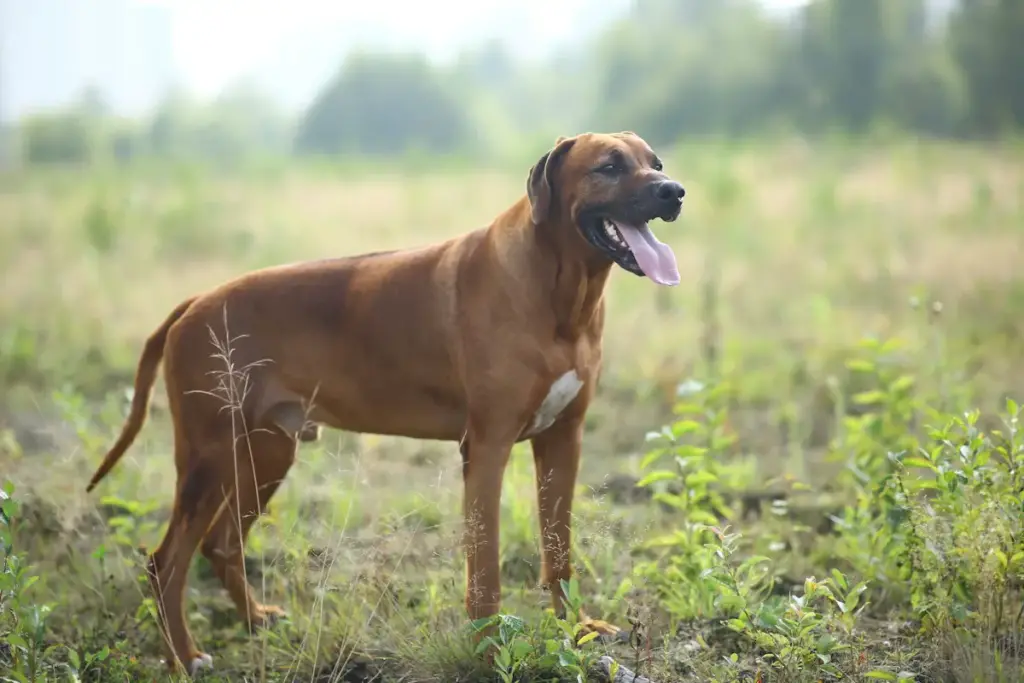 Rhodesian Ridgeback