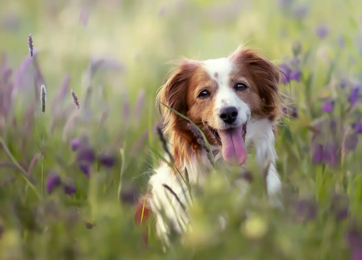 Simethicone For Dogs: Uses, Dosage, Side Effects - DogWondersWorld