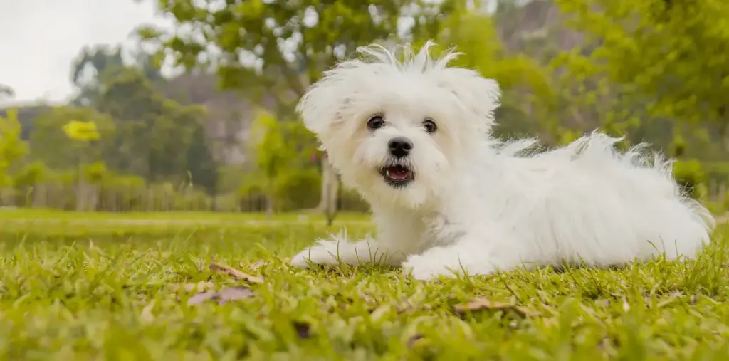 Fluffy white dog lying on grass