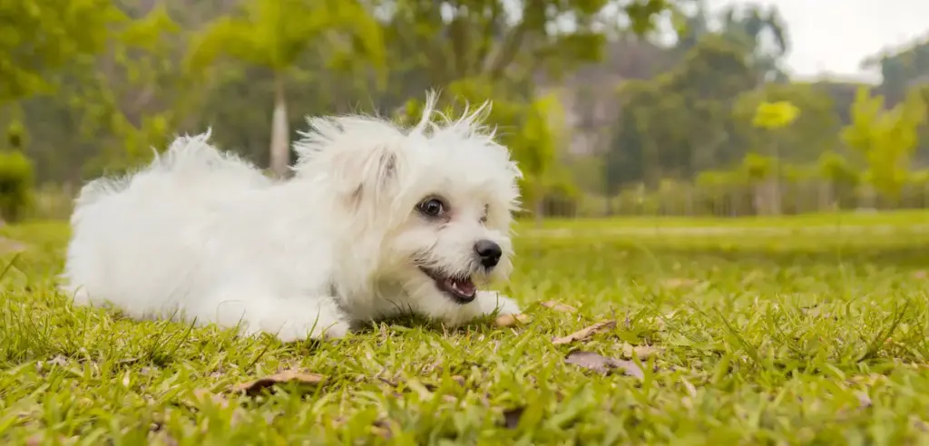 White fluffy dog lying on grass.