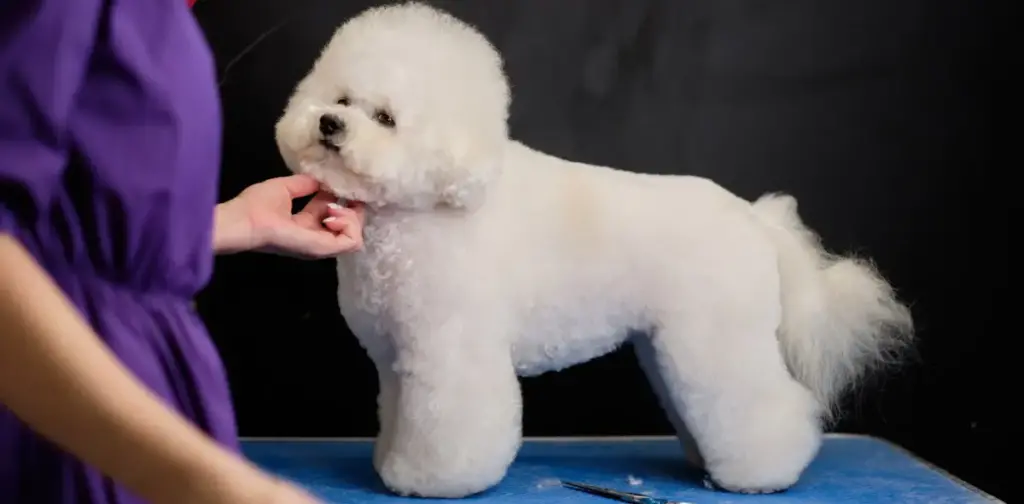 Groomed white Bichon Frise on table with clipper.