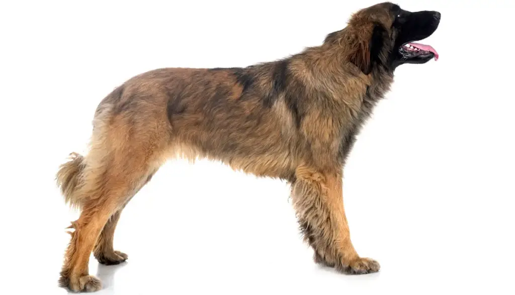 Leonberger dog standing on white background.