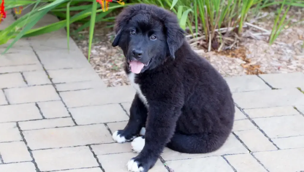 Black puppy sitting on patio bricks.