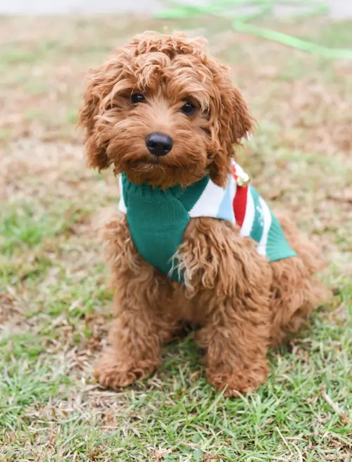 Cute brown puppy in green sweater outdoors