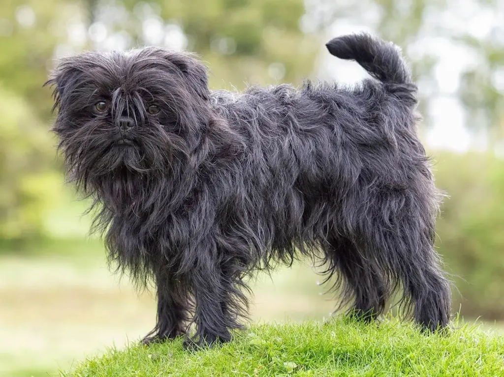 Fluffy black dog standing in green grass.