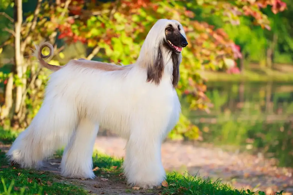 Afghan Hound in sunny, outdoor setting.