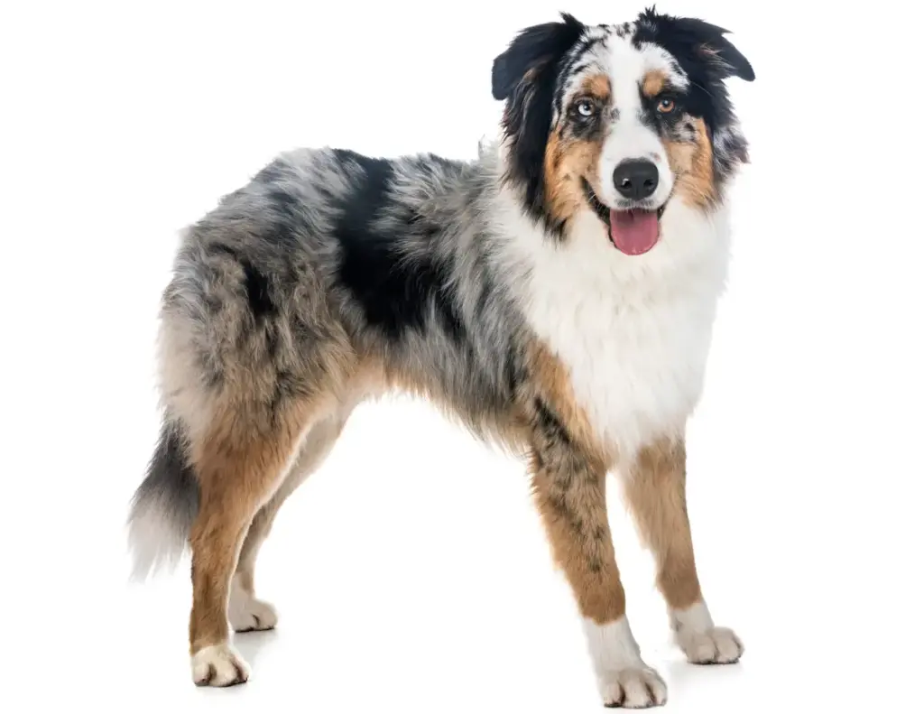 Australian Shepherd dog standing isolated on white background.