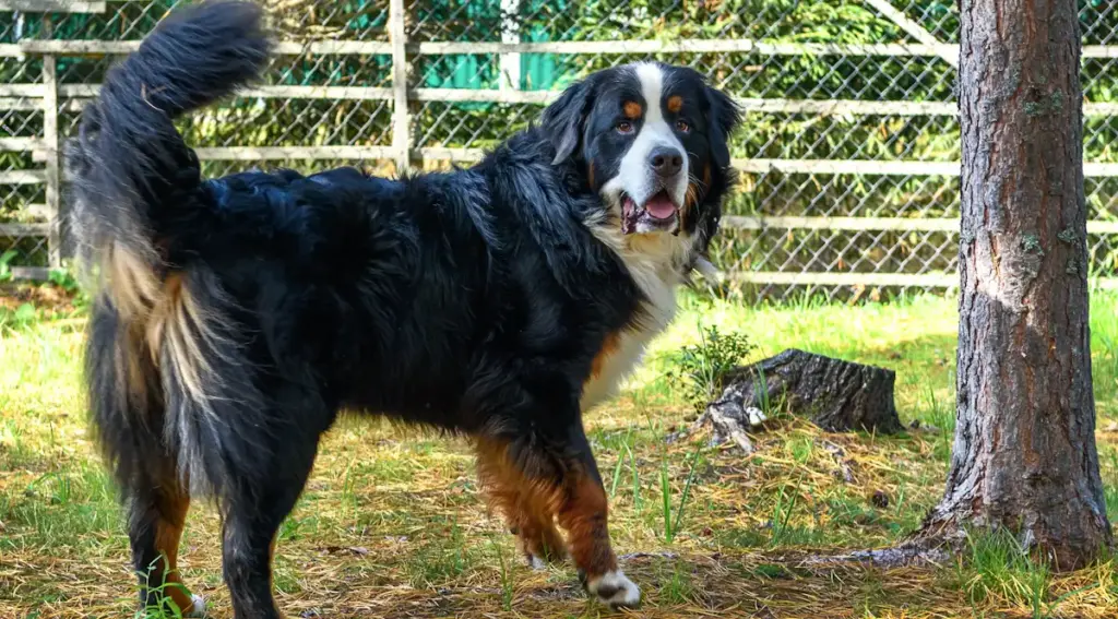 Bernese Mountain Dog standing in a fenced yard.