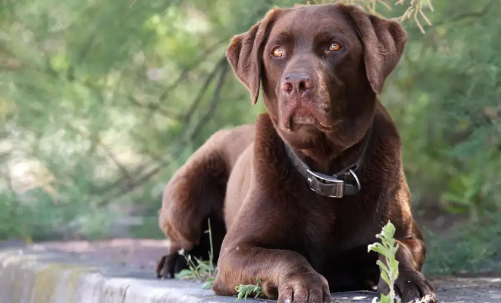 Chocolate Labrador retriever lying outdoors