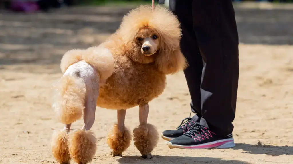 Apricot poodle at dog show with owner.