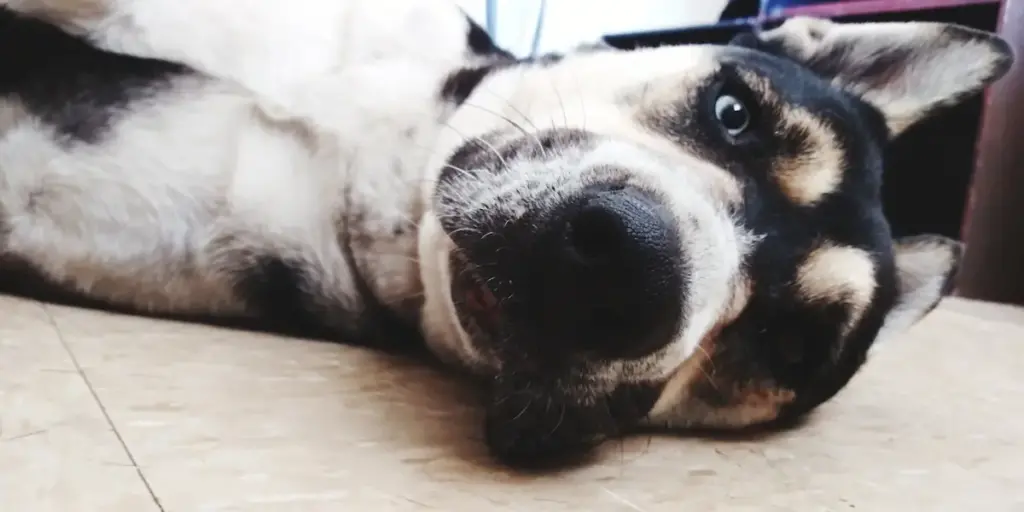 Dog lying down, close-up playful look.