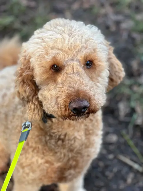 Curly-haired apricot poodle with leash outdoors.