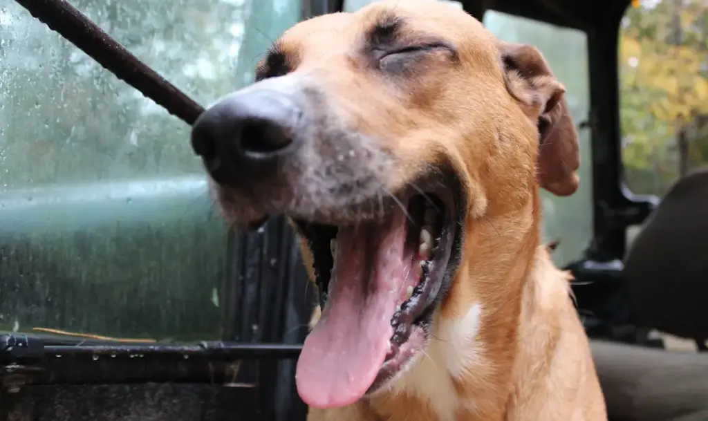 Dog yawning inside vehicle.