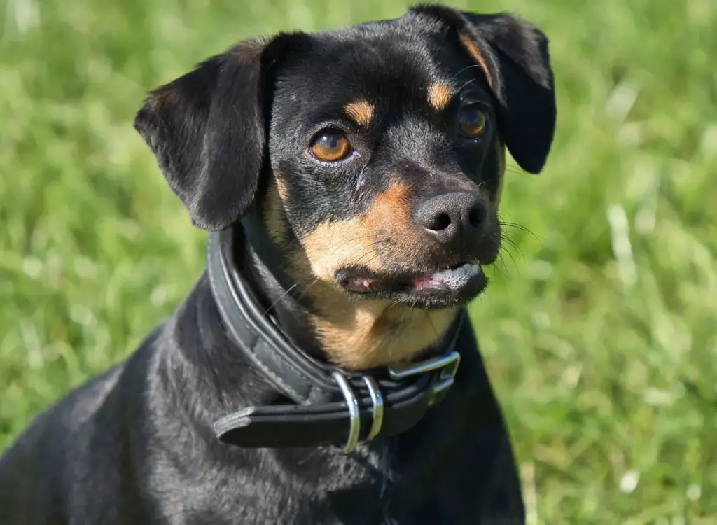 Black and tan dog with collar on grass.