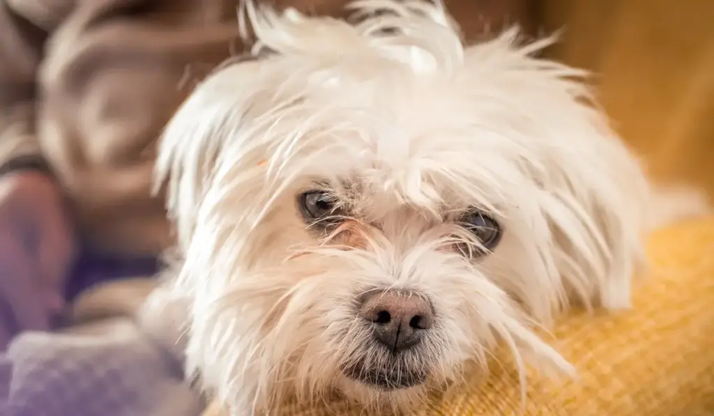 White fluffy dog close-up on yellow fabric.