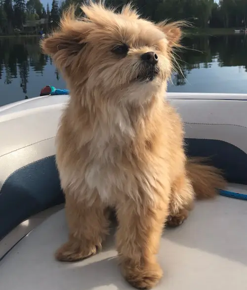 Small tan dog on boat deck.