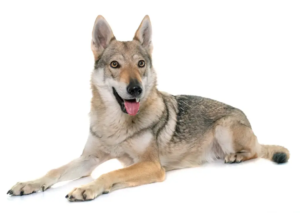 Alert German Shepherd dog lying on white background.