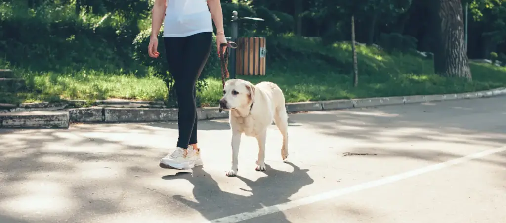Woman walking labrador retriever in park