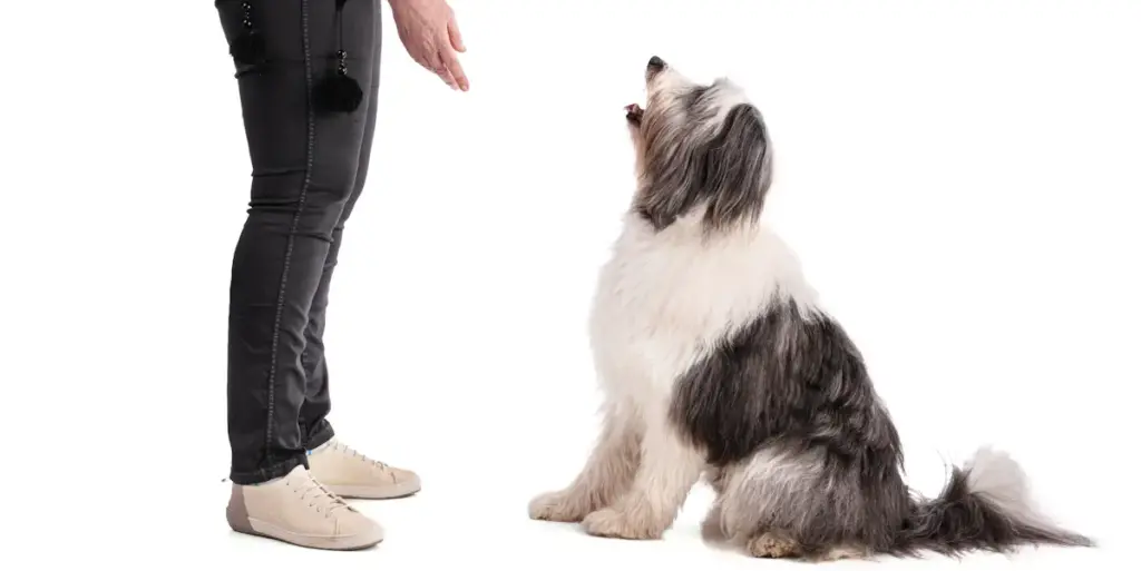 Dog sitting attentively beside owner.