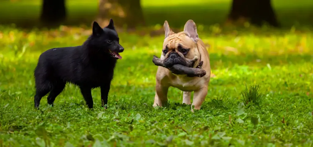 Black dog watches French Bulldog carry stick.