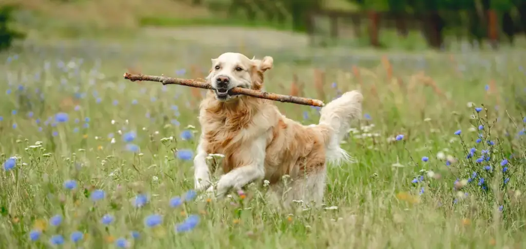 Golden retriever playing with stick in field.