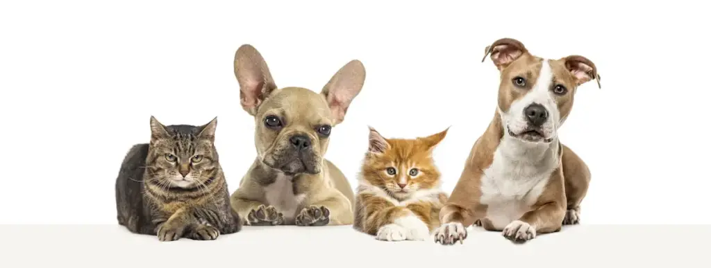 Tabby cat, French bulldog, kitten, and terrier posing.